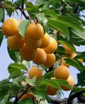 آلو قطره طلا
